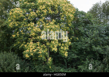 Götterbaum, Frucht, Früchte, chinesische Götterbaum, GГ¶tterbaum Altissima, GГ¶tterbaum Glandulosa, Baum des Himmels, Obst, GГ¶tterbaum, Chouchun, L'Ailante Stockfoto