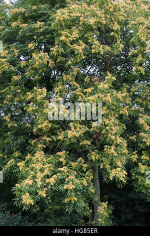 Götterbaum, Frucht, Früchte, chinesische Götterbaum, GГ¶tterbaum Altissima, GГ¶tterbaum Glandulosa, Baum des Himmels, Obst, GГ¶tterbaum, Chouchun, L'Ailante Stockfoto