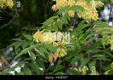 Götterbaum, Frucht, Früchte, chinesische Götterbaum, GГ¶tterbaum Altissima, GГ¶tterbaum Glandulosa, Baum des Himmels, Obst, GГ¶tterbaum, Chouchun, L'Ailante Stockfoto