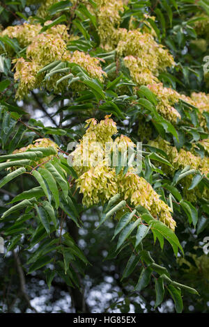 Götterbaum, Frucht, Früchte, chinesische Götterbaum, GГ¶tterbaum Altissima, GГ¶tterbaum Glandulosa, Baum des Himmels, Obst, GГ¶tterbaum, Chouchun, L'Ailante Stockfoto