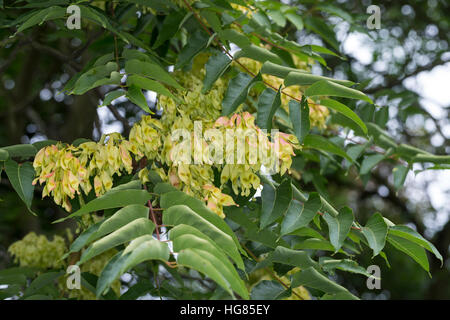 Götterbaum, Frucht, Früchte, chinesische Götterbaum, GГ¶tterbaum Altissima, GГ¶tterbaum Glandulosa, Baum des Himmels, Obst, GГ¶tterbaum, Chouchun, L'Ailante Stockfoto