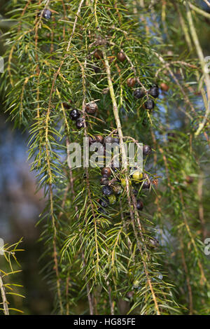 Igel-Wacholder, Igelwacholder, Nadel-Wacholder, Nadelwacholder, Juniperus Rigida, Tempel Wacholder, Nadel Juniper Le Genévrier Rigide Stockfoto