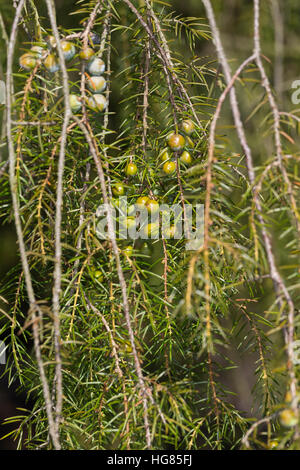 Igel-Wacholder, Igelwacholder, Nadel-Wacholder, Nadelwacholder, Juniperus Rigida, Tempel Wacholder, Nadel Juniper Le Genévrier Rigide Stockfoto