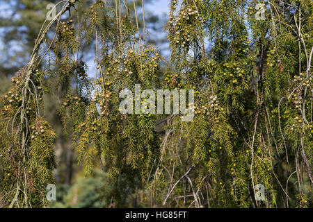 Igel-Wacholder, Igelwacholder, Nadel-Wacholder, Nadelwacholder, Juniperus Rigida, Tempel Wacholder, Nadel Juniper Le Genévrier Rigide Stockfoto