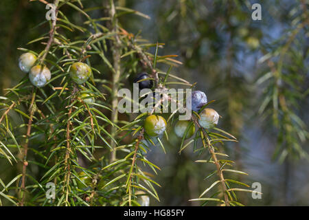 Igel-Wacholder, Igelwacholder, Nadel-Wacholder, Nadelwacholder, Juniperus Rigida, Tempel Wacholder, Nadel Juniper Le Genévrier Rigide Stockfoto