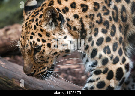 Ein Landschaftsbild von einer Gefangenschaft Amur Leoparden Panthera Pardus Orientalis, im schottischen Edinburgh Zoo Stockfoto