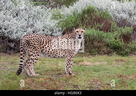 Erwachsene Geparden (Acinonyx Jubatus) stehend, Seitenansicht, Afrika Stockfoto