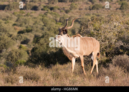 Erwachsene Männchen größer Kudu Antilope, (Tragelaphus strepsiceros), Südafrika Stockfoto