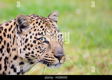 Leopard (Panthera Pardus), Tenikwa Cat Sanctuary, Südafrika Stockfoto