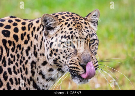 Leopard (Panthera Pardus), erwachsenen männlichen Nahaufnahme des Kopfes mit Zunge heraus, Südafrika Stockfoto