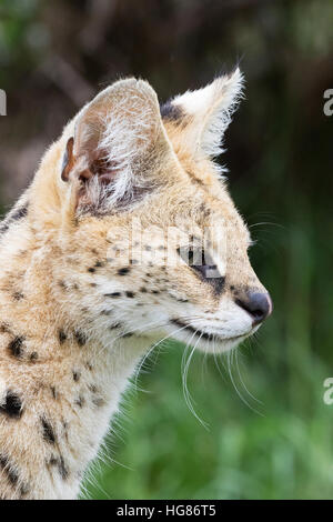 Erwachsenen männlichen Serval (Leptailurus Serval) - mittlere wilde Katze, Kopf und Schultern Profil, Afrika Stockfoto