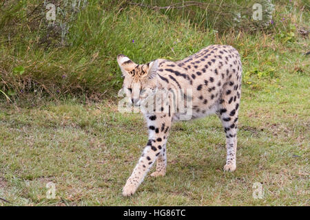 Erwachsenen männlichen Serval Wandern, (Leptailurus Serval) - eine mittlere Wildkatze, Afrika Stockfoto