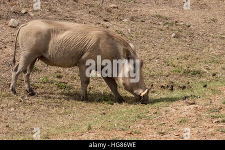 Wilde Erwachsene männliche Warzenschwein (Phacochoerus Africanus); Südafrika Stockfoto