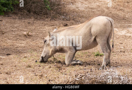 Warzenschwein (Phacochoerus Africanus) kniend um zu füttern, Südafrika Stockfoto