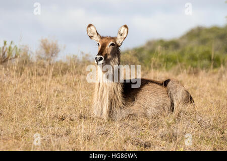 Wilde adult weiblicher Wasserbock (Kobus Ellipsiprymnus), Südafrika Stockfoto