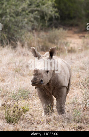 Afrikanische Tierwelt; ein 2 Monate altes Baby-Nashornkalb, Ceratotherium simum; Südafrika, eine vom Aussterben bedrohte Art Stockfoto