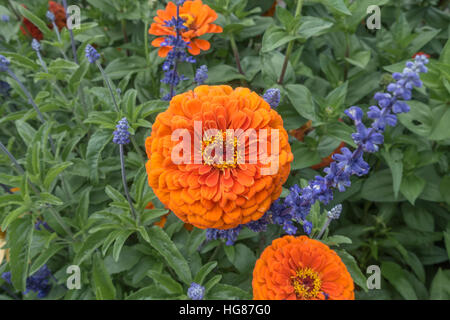 Closeup Schuss ein intensives orange Ringelblume. Makro-Bild. Stockfoto