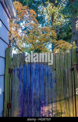 Ein teilweise bemalte Zeder-Tor steht vor einem japanischen Ahorn-Baum im Herbst. Schuss in Burien, Washington aufgenommen. Stockfoto