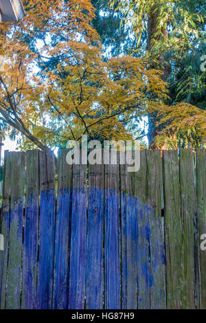 Ein teilweise bemalte Zeder-Tor steht vor einem japanischen Ahorn-Baum im Herbst. Schuss in Burien, Washington aufgenommen. Stockfoto