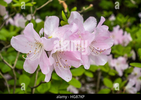 Nahaufnahme von zarten rosa Blüten. Stockfoto