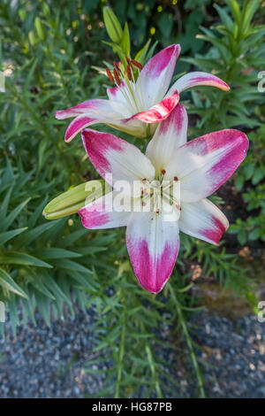 Eine Nahaufnahme Schuss von rosa und weißen Lilien. Stockfoto