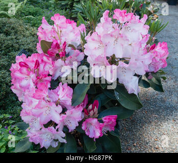 Nahaufnahme von rosa und weißen Rhododendren, die üppig und voller Farbe. Schuss getroffen bei Rhododendron Arten Botanischer Garten. Stockfoto