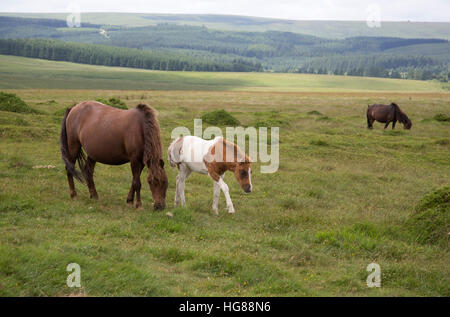 Dartmoor-Ponys, einzelne Stute und Fohlen weiden auf Moorland, Dartmoor National Park, Devon, UK Stockfoto