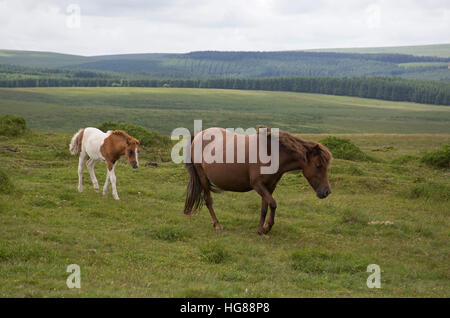 Dartmoor-Ponys, einzelne Stute und Fohlen zu Fuß auf Moorland, Dartmoor National Park, Devon, UK Stockfoto