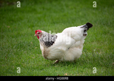Leichte Sussex-Huhn, alleinstehenden zu Fuß auf dem Rasen, Cornwall, UK Stockfoto