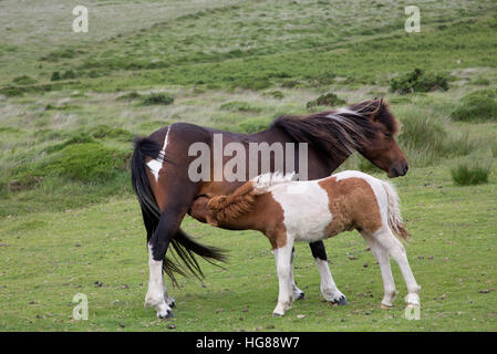 Dartmoor Ponys, Fohlen, Spanferkel vom Mare auf Moorland, Dartmoor National Park, Devon, UK Stockfoto