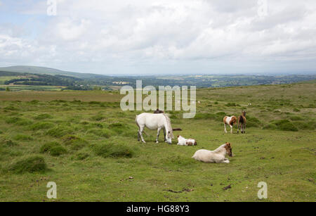 Dartmoor-Ponys, kleine Gruppe Fütterung und ruht auf Moorland, Dartmoor National Park, Devon, UK Stockfoto