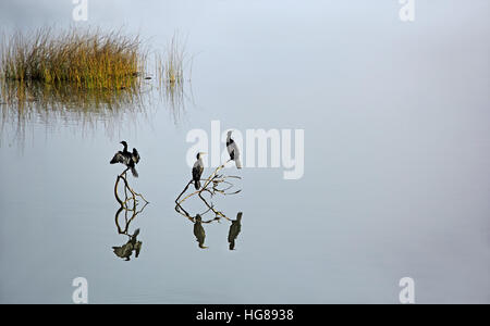 Drei Kormorane, Vogelfamilie Phalacrocoracidae, sitzen auf tote Äste in einem ruhigen See, darauf warten, Tauchen Sie ein in das Wasser für Fische fangen. Stockfoto