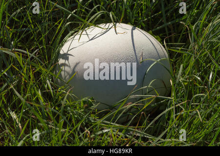 Eine perfekte, große weiße Runde Kugel aus ein Giant Puffball ist mit Tau glitzert, wie es in der üppigen grünen Rasen im Bereich schmiegt. Stockfoto
