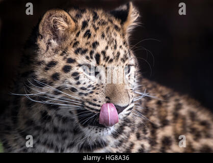 Männliche Amur Leopard (sechs Monate alt) lecken Lippen Stockfoto