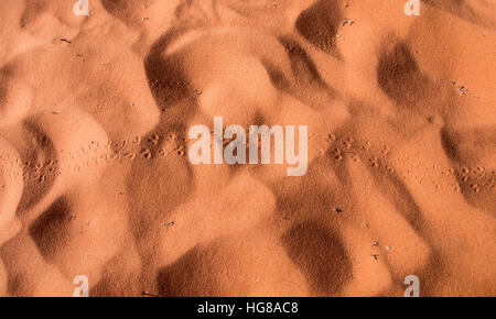 Tierspuren im roten Sand, Valley of Fire, Mojave-Wüste, Nevada, USA Stockfoto