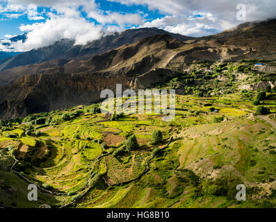 Agrarlandschaft mit Gerste Felder, obere Kali Gandaki Tal, Muktinath, Mustang District, Nepal Stockfoto