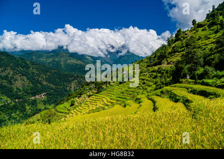 Agrarlandschaft, Reisterrassen und Gerstenfeldern im oberen Modi Khola-Tal, Annapurna-Berge mit Schnee in Stockfoto