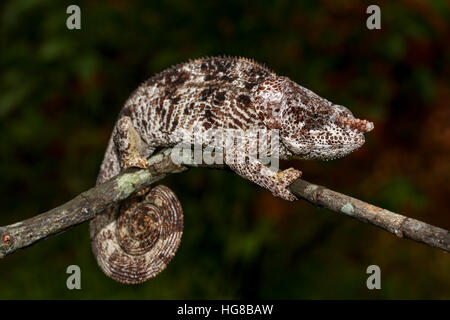 Männlichen kurze gehörnten Chamäleon (Calumma Brevicorne), Ampasimpotsy, Manakara, Madagaskar Stockfoto