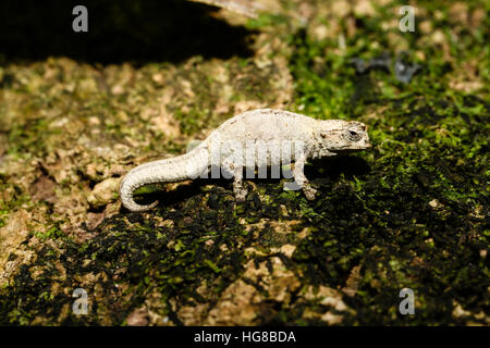 Mount d'Ambre Blatt Chamäleon (Brookesia Tuberculata), Männlich, Amber Mountain National Park, Norden von Madagaskar, Madagaskar Stockfoto