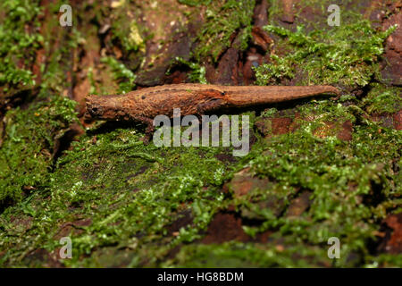 Mount d'Ambre Blatt Chamäleon (Brookesia Tuberculata), Männlich, Amber Mountain National Park, Norden von Madagaskar, Madagaskar Stockfoto