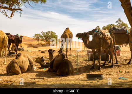 Wohnwagen faulenzen nach der Rückkehr aus der Wüste Sahara. Merzouga, Marokko. Stockfoto