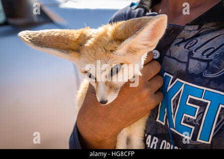 Fennec - Wüstenfuchs des südöstlichen Wüste Sahara, in der Nähe von Merzouga, Marokko Stockfoto