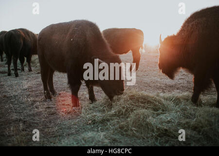 Amerikanische Bisons grasen auf Feld stehend Stockfoto