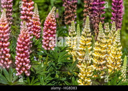 Gartenrosa gelbe Lupine, Lupinus Lupin, Lupinen, Lupinen Stockfoto