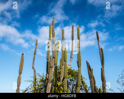 Niedrigen Winkel Ansicht des Saguaro Kaktus gegen Himmel Stockfoto