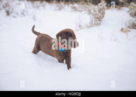 Chocolate Labrador stehend auf Schnee bedeckt Feld Stockfoto