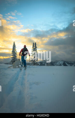 Rückansicht des Mann mit Hund Skifahren auf Schnee bedeckt Feld Stockfoto