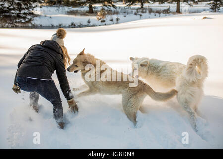 Rückansicht der Frau spielt mit Hunden auf Schnee bedeckt Feld Stockfoto