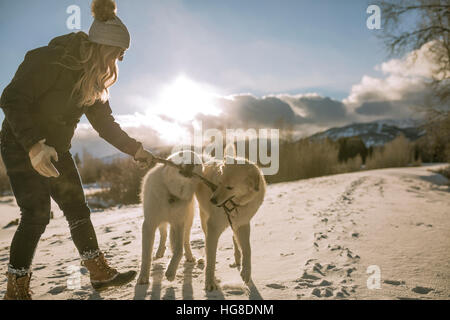 Seitenansicht der Frau spielt mit Hunden mit Stock im Mund auf Schnee bedeckt Feld Stockfoto