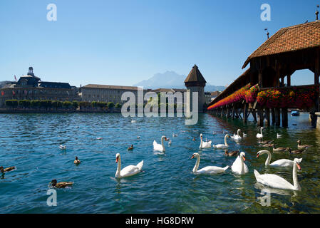 Schwäne am Fluss von Kapellbrücke und Wasserturm gegen strahlend blauen Himmel schweben Stockfoto